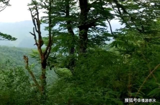 蓝狐视频